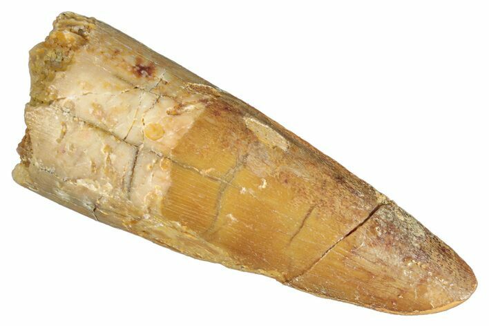 Fossil Spinosaurus Tooth - Real Dinosaur Tooth #268172